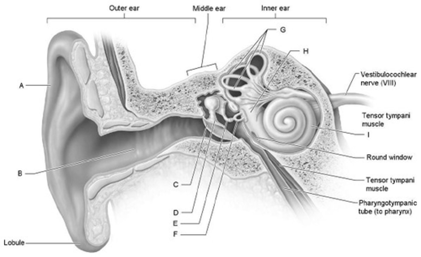 <p>c</p>