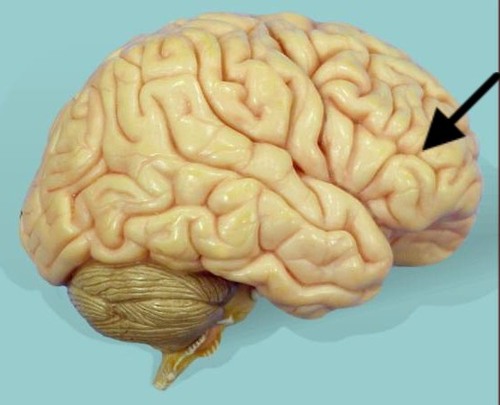 <p>cerebrum lobe responsible for memory, intelligence, behavior, emotions, motor function, and smell</p>