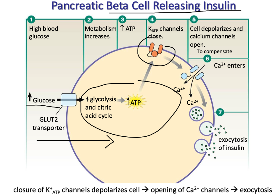 <ul><li><p>high blood glucose</p></li><li><p>glucose enters B cells via GLUT2 transporters</p></li><li><p>metabolism inc</p></li><li><p>inc ATP prod</p></li><li><p>KATP channels close (K+ stuck in cell)</p></li><li><p>cell depolarizes → Ca channels open</p></li><li><p>triggers exocytosis of insulin</p></li></ul><p></p>