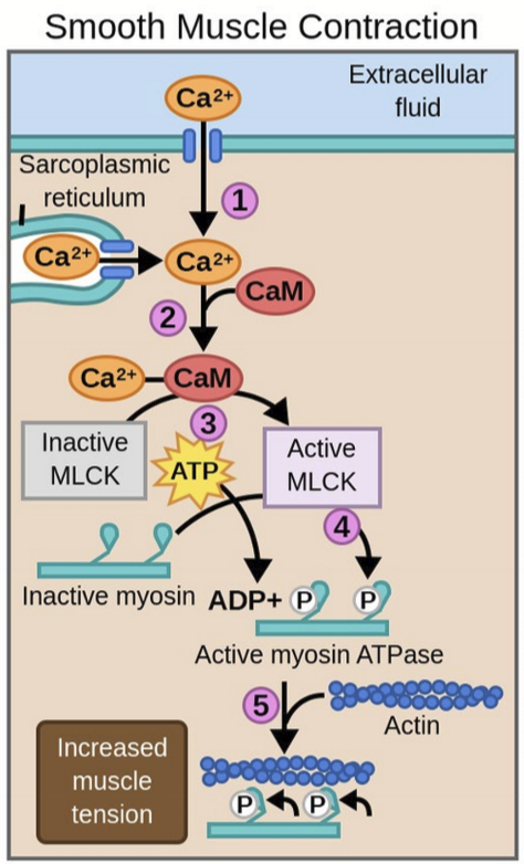 <ol><li><p>Influx of calcium triggers more calcium release from SR</p></li><li><p>Calcium binds to <strong>Calmodulin</strong></p></li><li><p>Ca-CaM activates myosin light chain kinase (MLCK)</p></li><li><p>MLCK activates myosin</p></li><li><p>Myosin contracts and pulls on actin </p></li></ol><p></p>