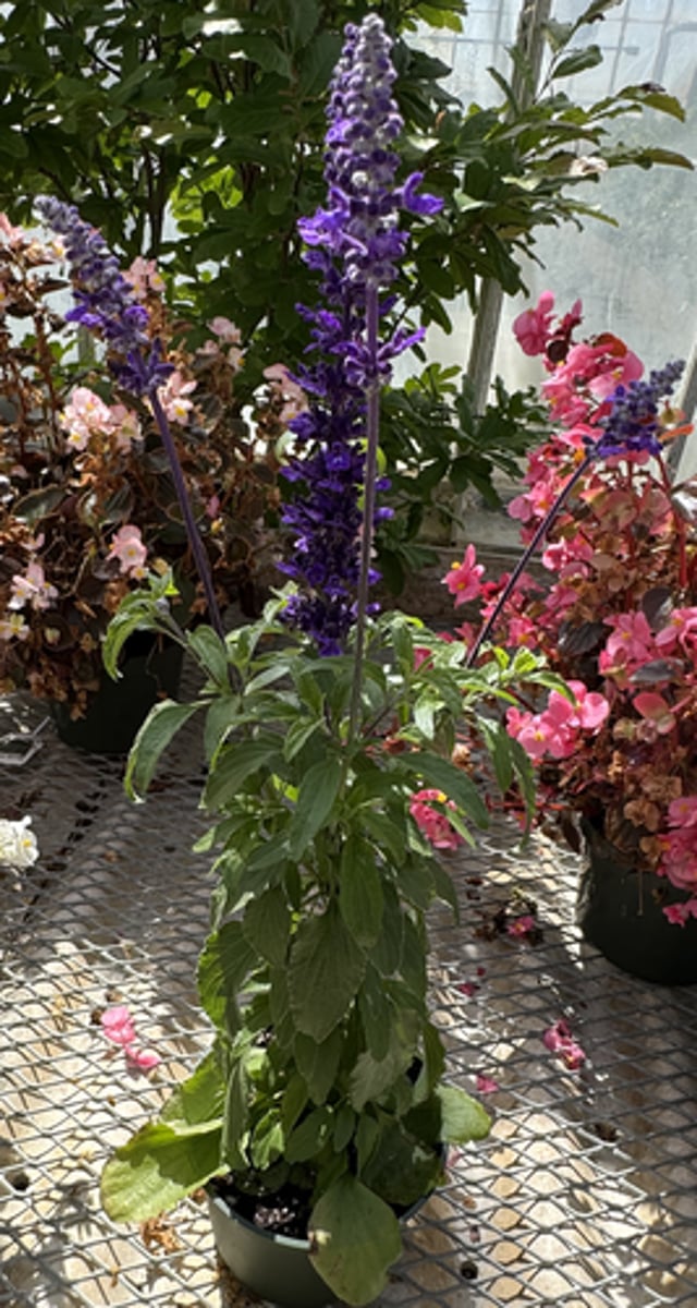 <p>What is the common name for this plant?</p>