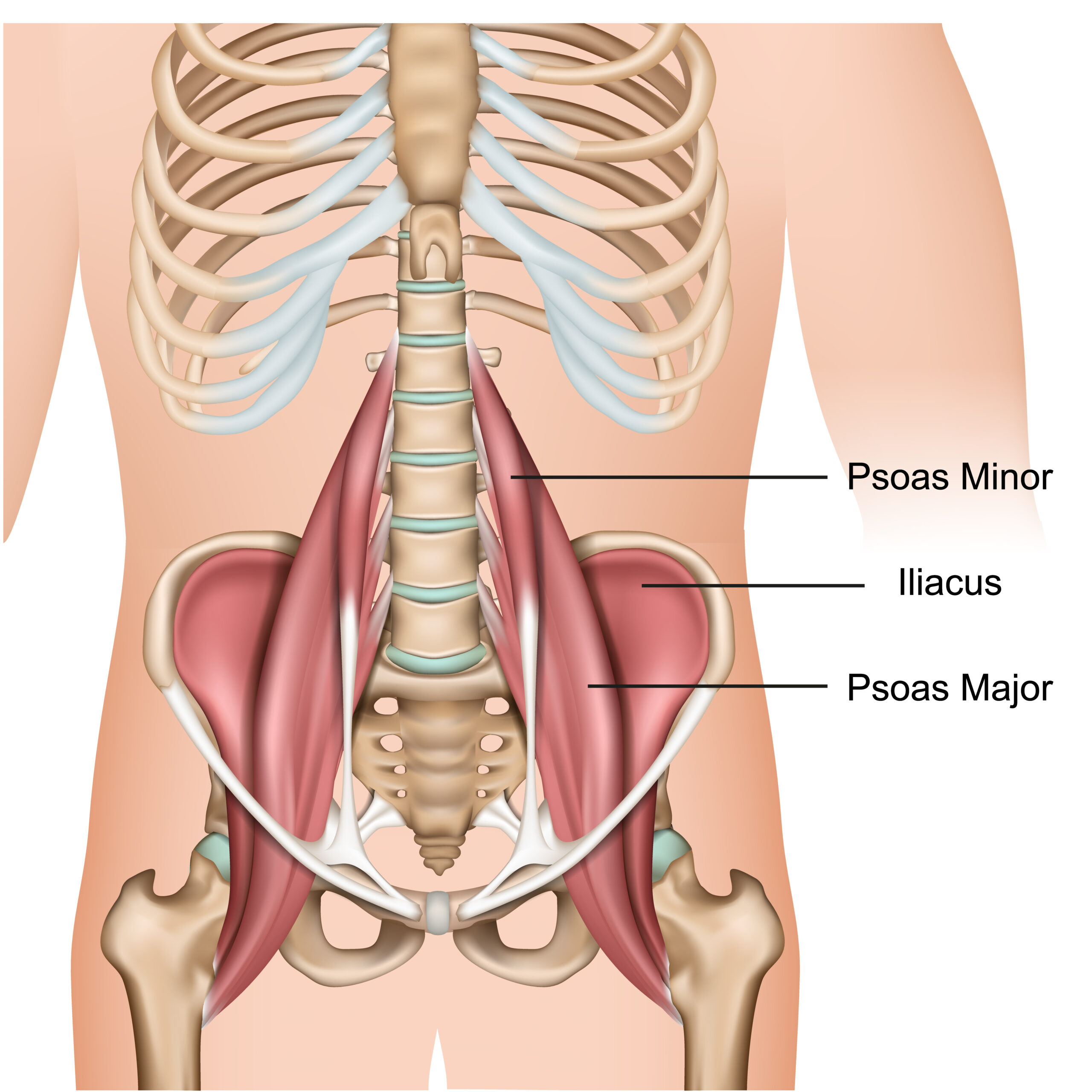 <p>Runs from lumbar vertebrae to the femur; flexes the hip and assists lumbar spine flexion; difficult to palpate but can be felt in the lower abdomen.</p>