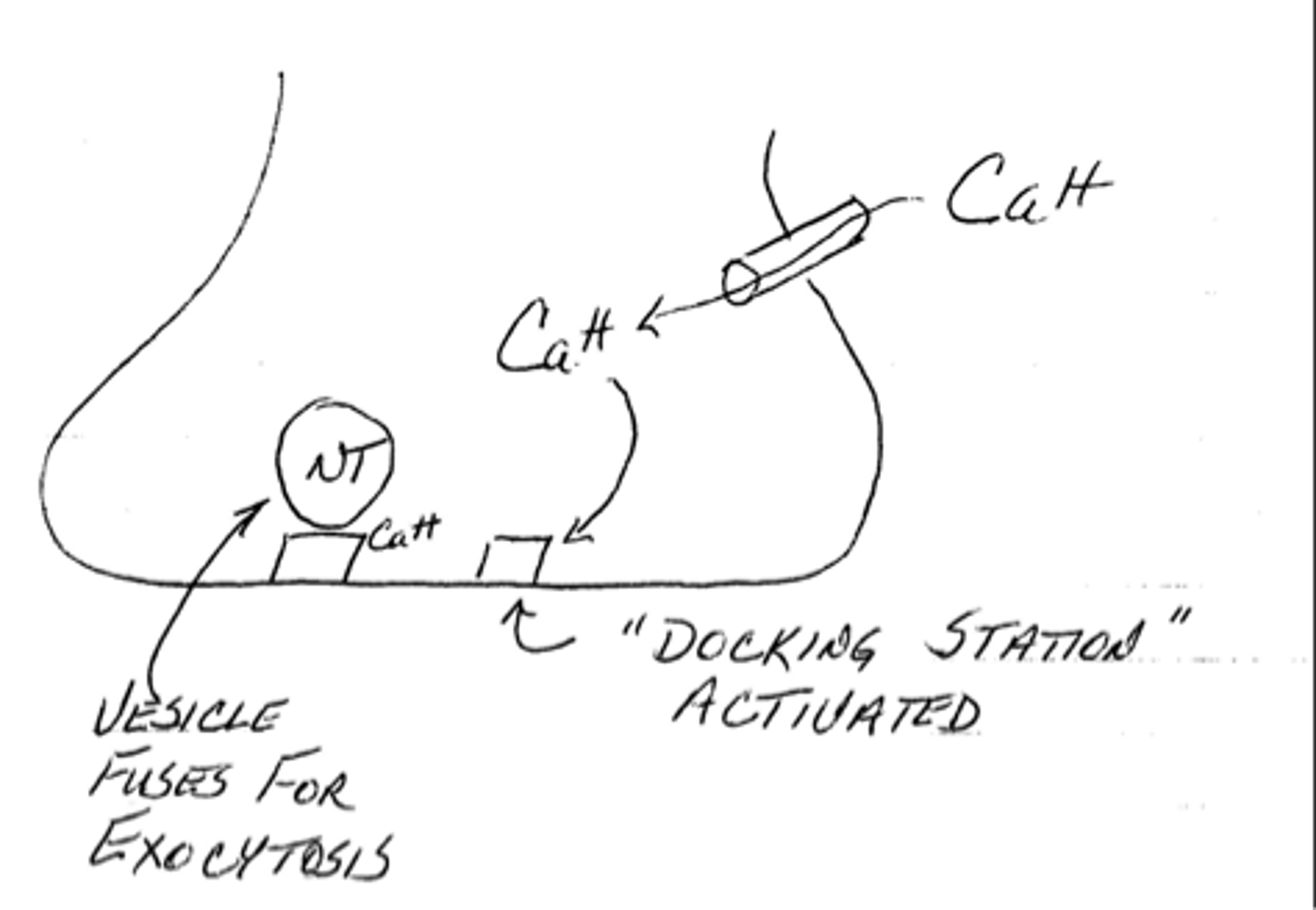 <p>SNARE proteins (synaptobrevin and syntaxin)</p>