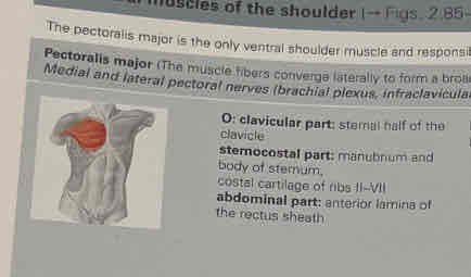 <p>Pectoralis major</p>