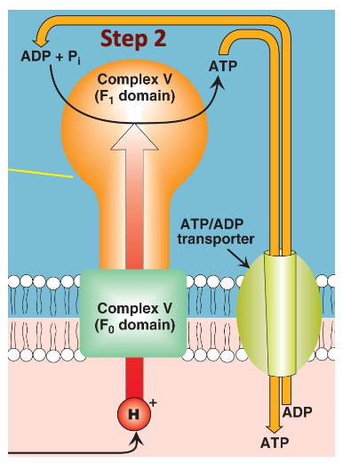 <p>Fo and F1 subunits</p>
