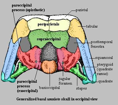 <p>skull base</p>