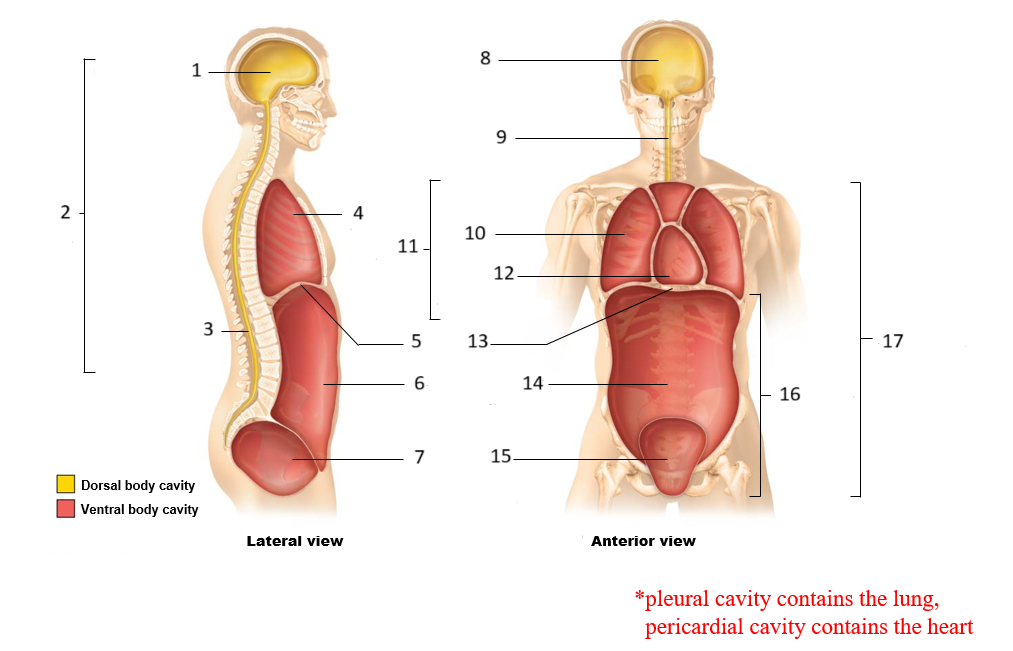 <p>above pericardial cavity and between both pleura cavities</p>