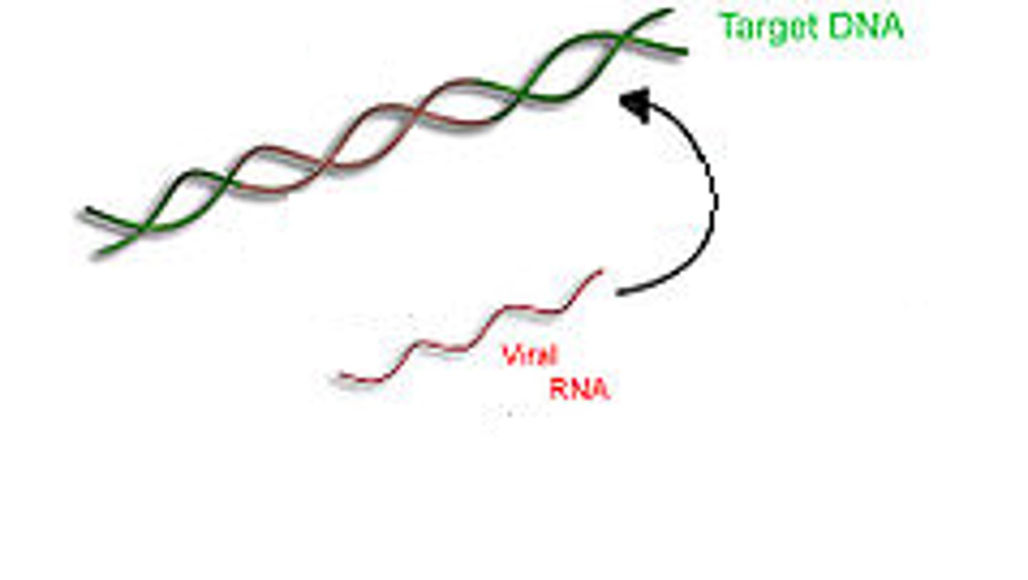 <p>virally encoded enzyme responsible for using an RNA template to make DNA</p>