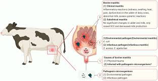 <ul><li><p>This iteration of S. aureus “hides“ in abscesses within the udder</p><ul><li><p>The antimicrobials don’t work because they can’t reach the bacteria </p></li></ul></li></ul><p></p>