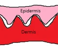 <p>Provide strength to our skin so its harder to have wounds form</p>