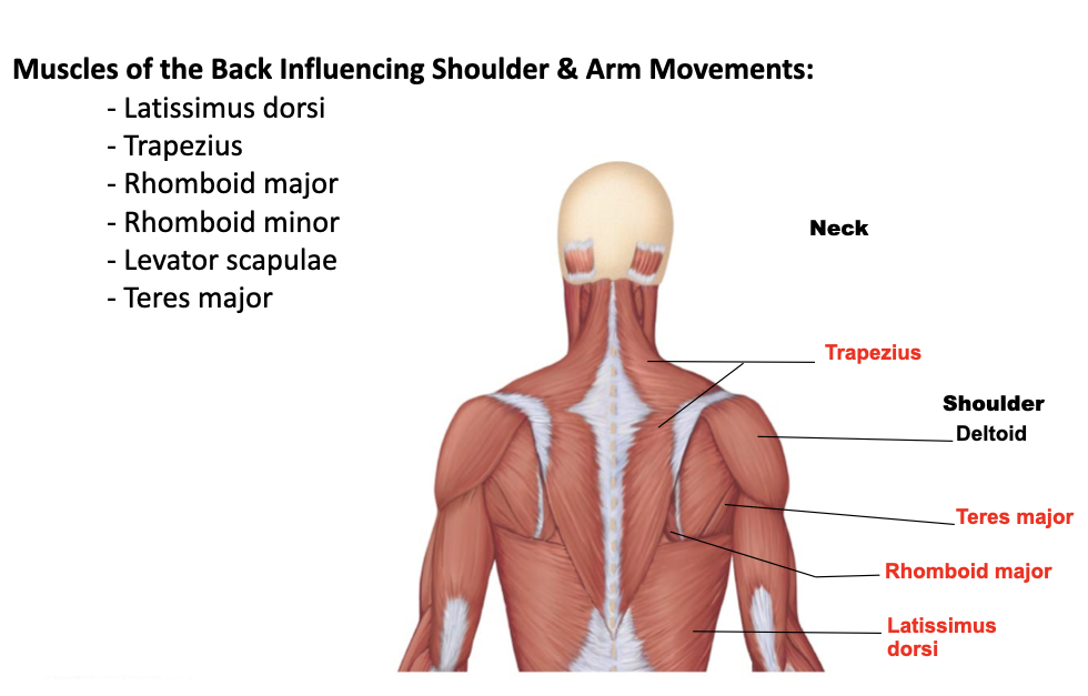 <p>teres major</p>