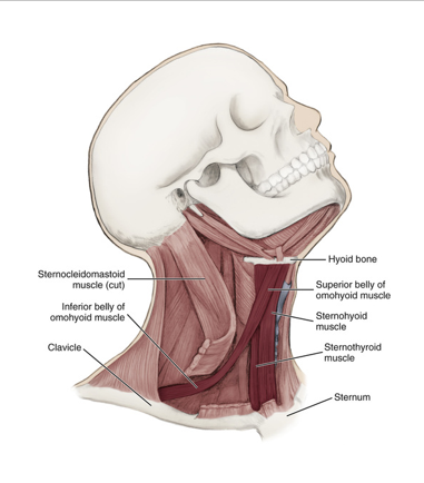 <ul><li><p>an infrahyoid muscle</p></li><li><p>has 2 bellies that are connected by a tendon</p></li><li><p><strong>originates from the scapula and inserts on the hyoid bone</strong></p></li><li><p>depresses hyoid bone</p></li></ul><p></p>