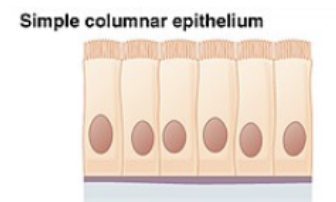 <p>ciliated tissues are in bronchi, uterine tubes, and uterus; smooth (nonciliated tissues) are in the digestive tract, bladder</p><p>absorbs; also secretes mucous and enzymes</p>