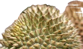 <p><strong>tropical fruits known for their strong odor and custard-like pulp, often referred to as the "king of fruits." </strong></p>