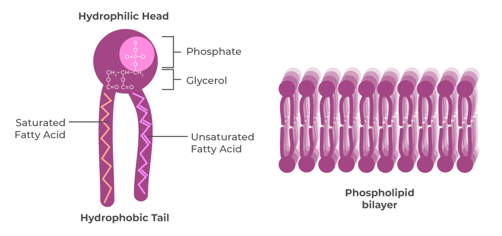 <p>Major component of the cell membrane (phospholipid bilayer); made up of 2 fatty acids and a phosphate group; kink due to double bonds</p>