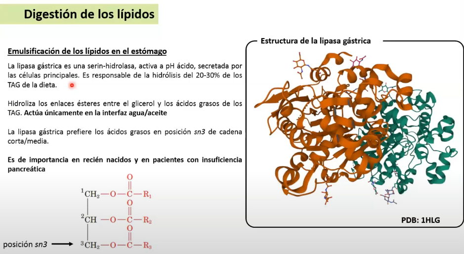 <p>Actua sobre los triacilgliceridos. Lípidos insolubles los coloca en la superficie hacia el entono acuoso.</p><p>Hidroliza los ac grasos con posición sn3</p><p>Ac grasos, Sn1 y sn2 diacilglicéridos, cadena corta y media.</p><p>Son absorbidos x la mucosa gástrica (cadena conta y media)</p><p>Son absorbidos x enterocito (cadena larga)</p>