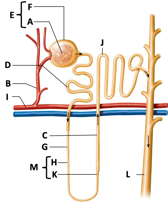 <p>A</p>