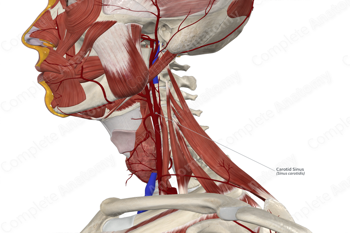 <p>Baroceptor in Blood pressure</p>
