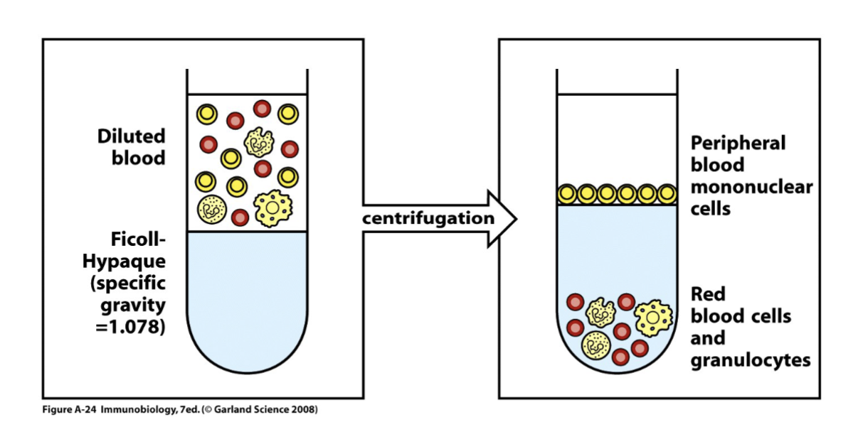 <p><span>Diluted anticoagulated blood (left panel) is layered over Ficoll-Hypaque and centrifuged. Red blood cells and polymorphonuclear leukocytes are more dense and centrifuged through the Ficoll-paque, while mononuclear cells consisting of lymphocytes together with some monocytes band over it and can be recovered at the interface (right panel)</span></p><p></p><p>usually use peripheral blood</p><p>need to use gradient with Ficoll (high density) used to separate the cells that have high vs low density centrifuge and heavy density penetrate and remain at bottom of the tube</p><p>those with lower density remain on top (these are collected= peripheral blood)</p>