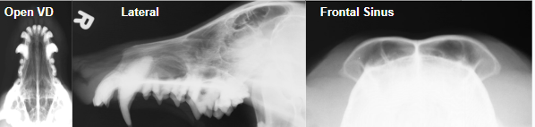 <ul><li><p>Done <strong>sedated</strong></p></li><li><p><strong><u>Open mouth VD</u></strong></p><ul><li><p><strong><u>#1 for nasal passages</u></strong></p></li><li><p>Closed mouth obstructs passages</p></li></ul></li><li><p><strong>Lateral View</strong></p></li><li><p><strong>Frontal Sinus View</strong></p></li><li><p><strong><u>X-rays are insensitive</u></strong> for nasal dx</p><ul><li><p>CT preferred </p></li></ul></li></ul><p></p>