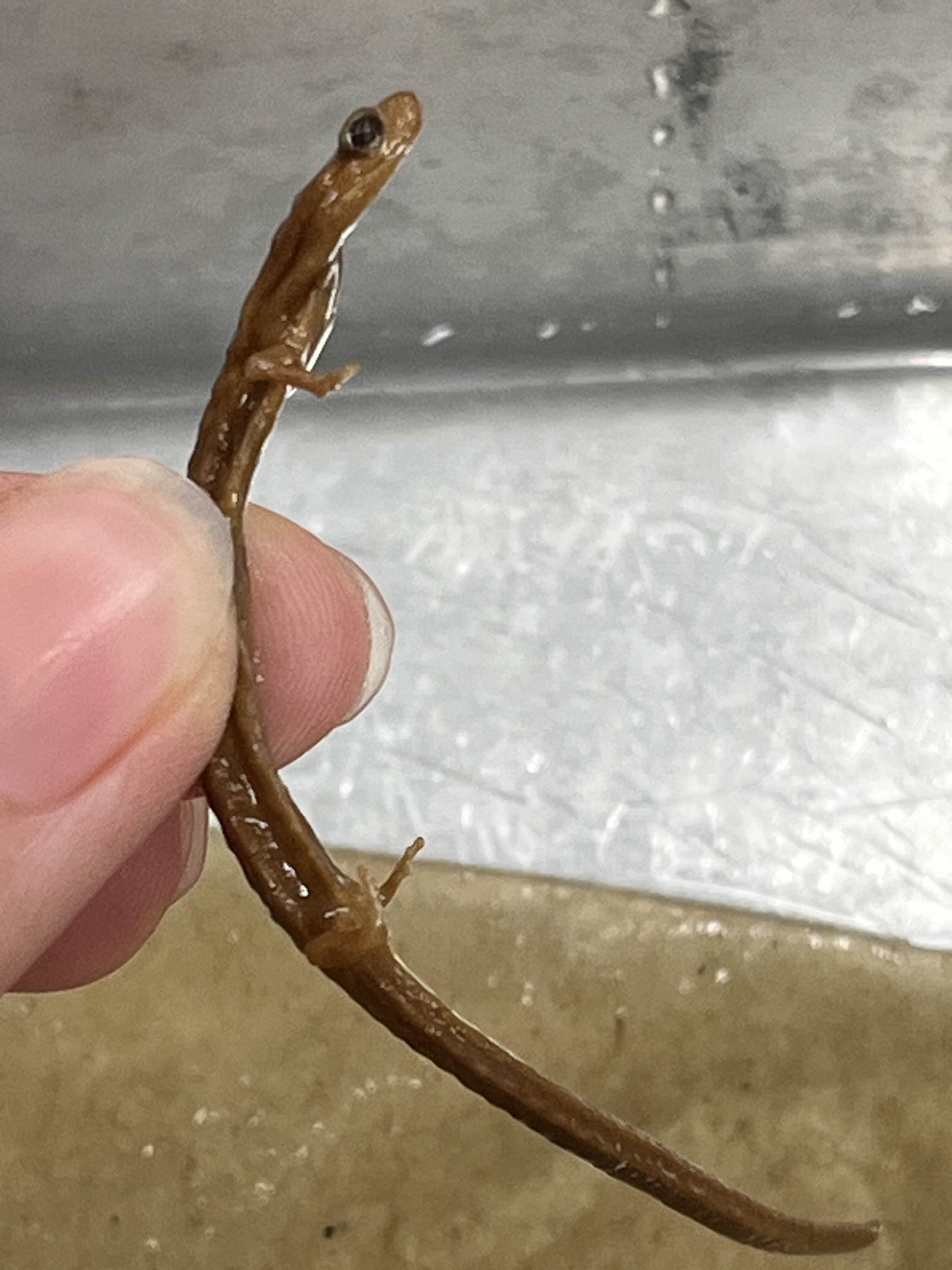 <p>Family and Genus + Species?</p><ul><li><p><strong>18 costal grooves</strong></p></li><li><p>4 front, 5 hind toes</p></li><li><p>Top NW Cali Coast</p></li></ul><p></p>