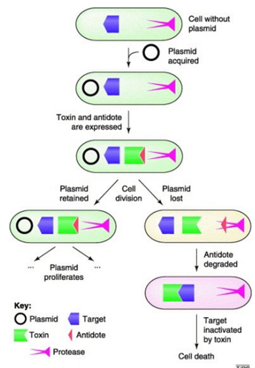 <p>Addiction system, a form of post-segregational killing. Plasmid encodes a stable toxin and an unstable antintoxin. When both are present the toxin is nullified. However if the cell somehow loses the plasmid, the toxin remains and the unstable antitoxin degrades, leading to cell death.</p>