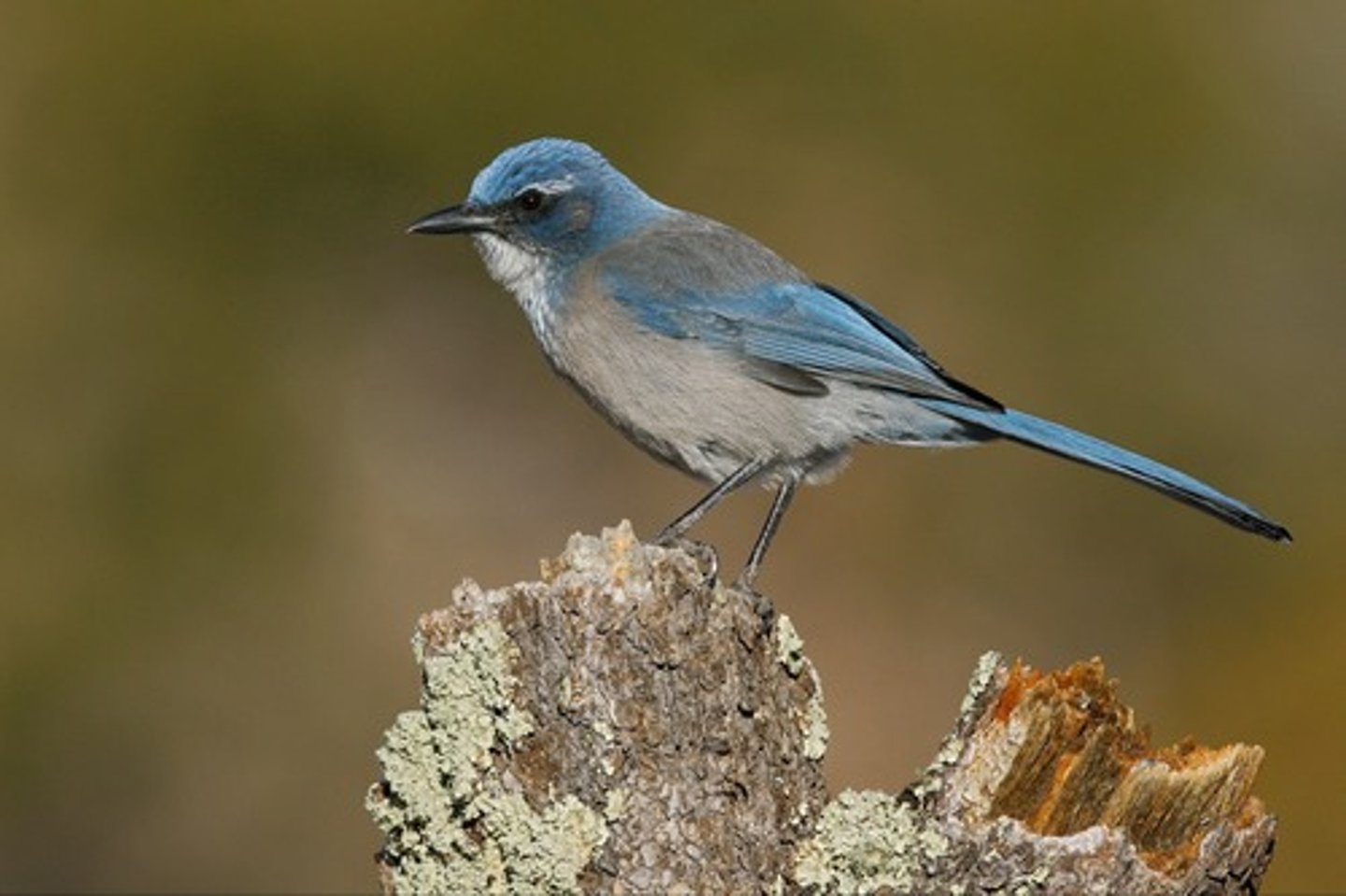 <p>Open scrub habitats, pinyon woodlands of</p><p class="p1">the intermountain West</p>