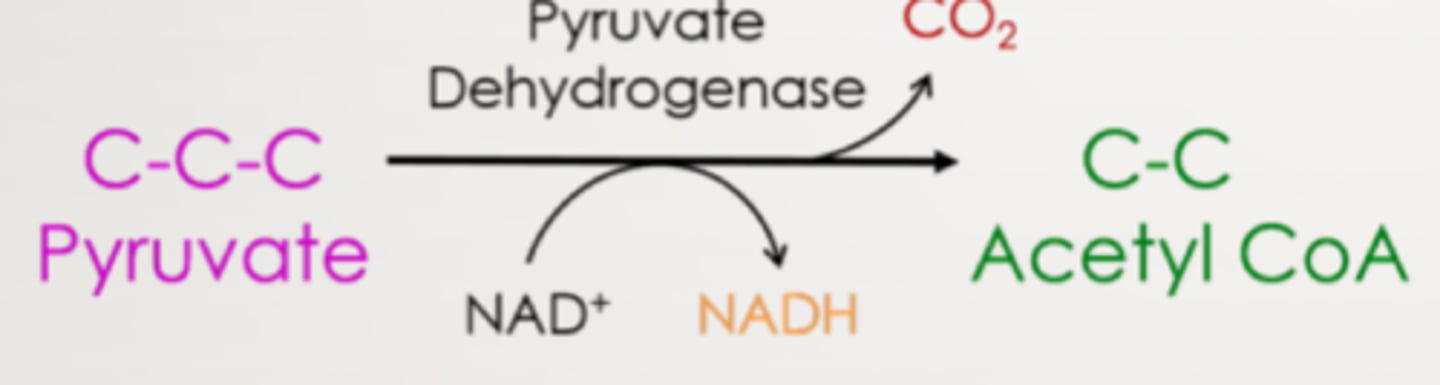 <p>CO2</p><p>1 NAD+ is reduced to 1 NADH</p>