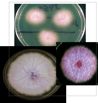 <p>Fusarium infns in i-compromised pts</p>