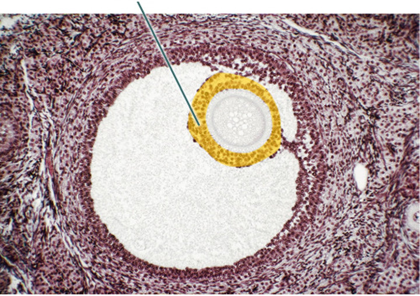 <p>corona radiata</p>