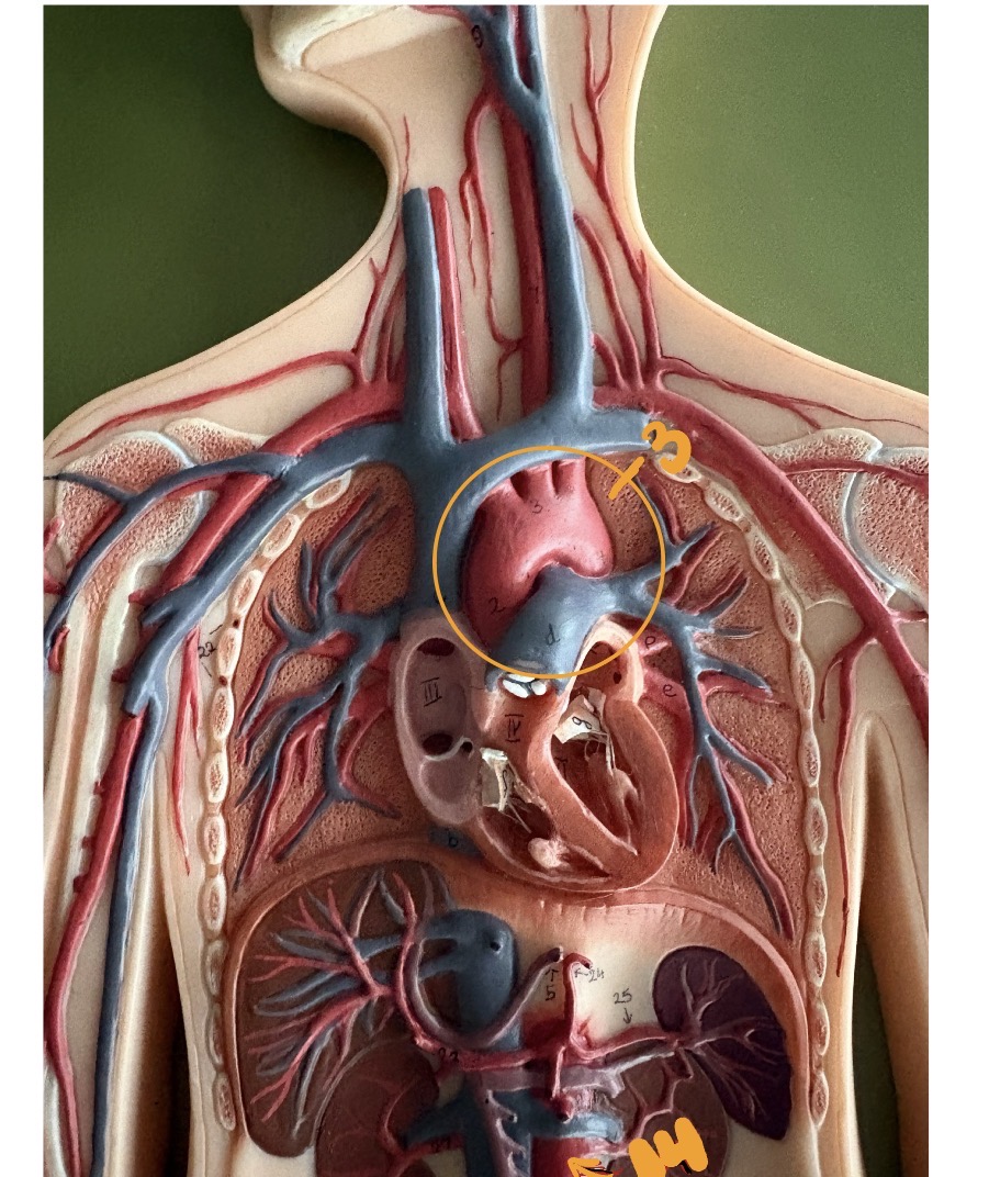 <p>3</p>