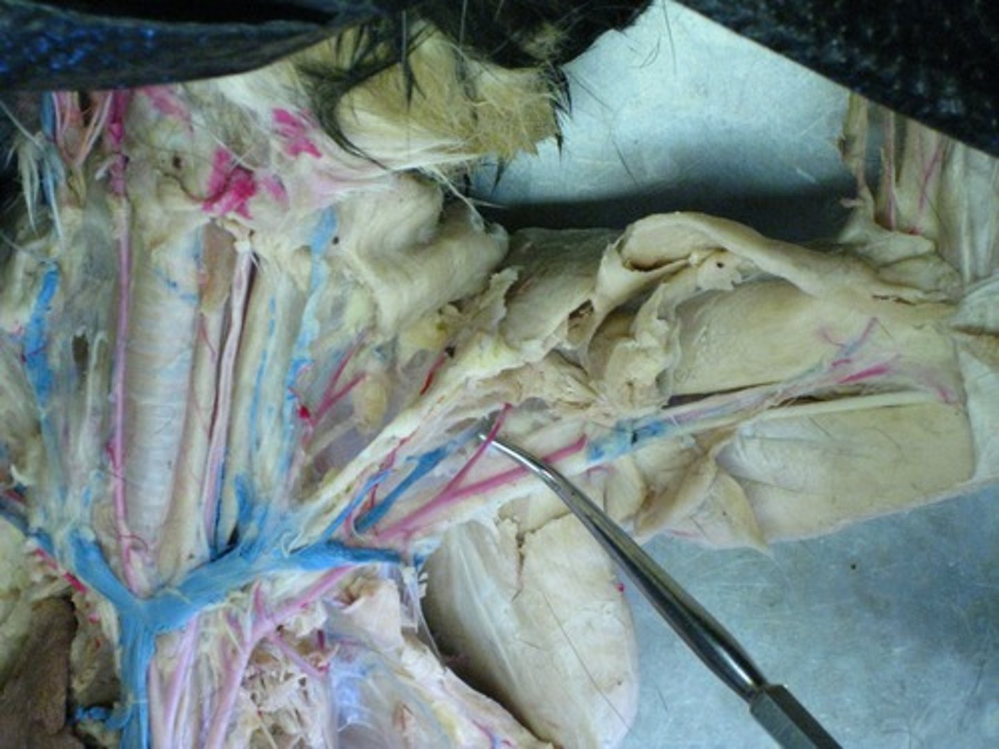 knowt flashcard image