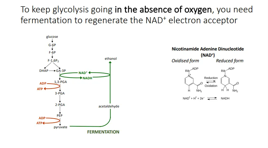 <ul><li><p>to keep the glycolysis reaction going, the NAD+ cofactor (to act as an electron acceptor) must be regenerated from NADH</p></li><li><p>in the absence of oxygen this must be done via fermentation (producing ethanol or lactic acid)</p></li><li><p>more complex organisms and aerobic organisms use the Krebs cycle to do this</p></li></ul><p></p>