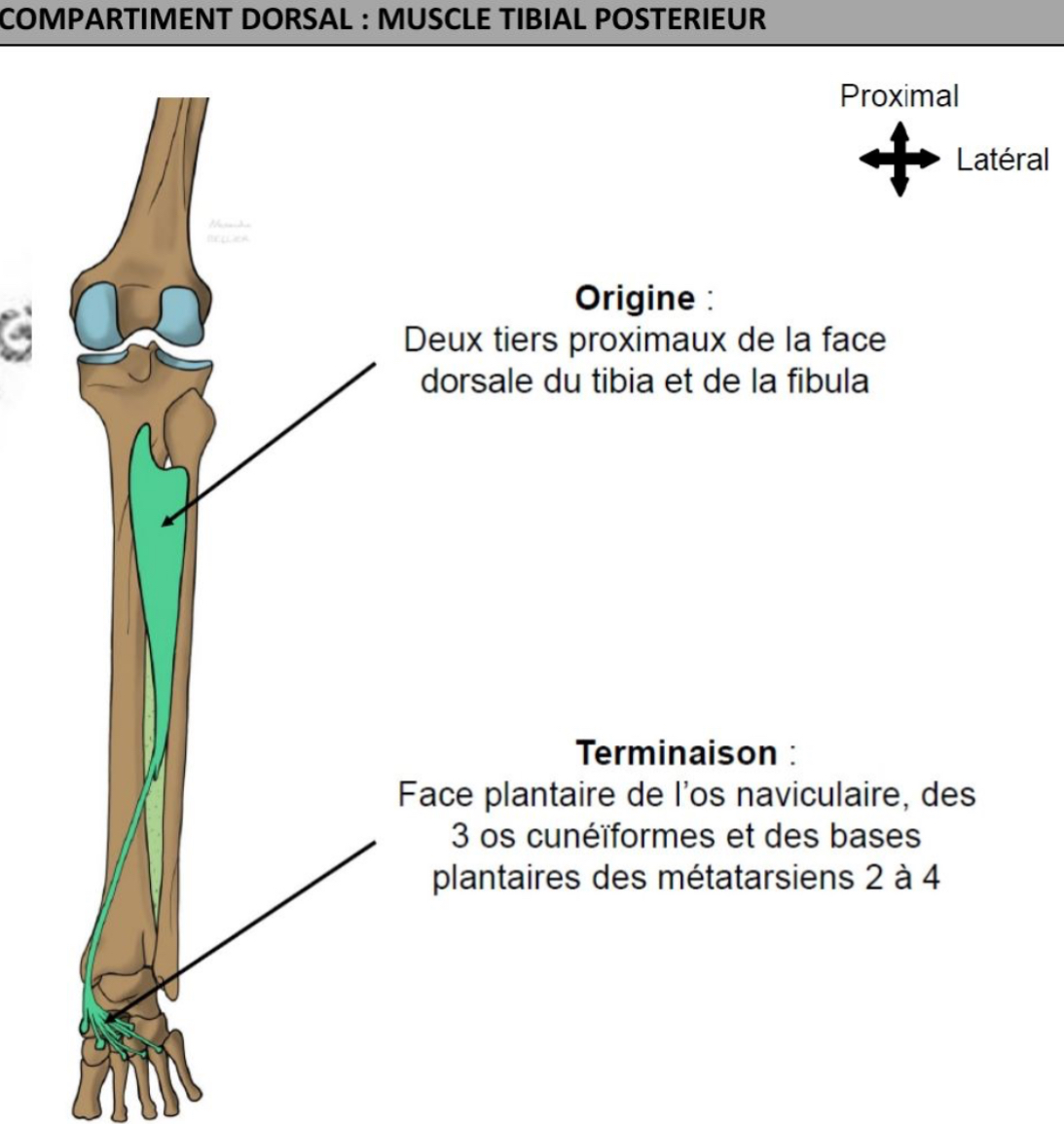 <ul><li><p>+ profond</p></li><li><p>2/3 proximaux de face dorsale tibia, fibula &amp; mb interosseuse</p></li><li><p>Face plantaire os naviculaire &amp; 3 os cunéiformes, bases plantaires des métatarsiens 2,3 &amp; 4</p></li></ul><p></p>