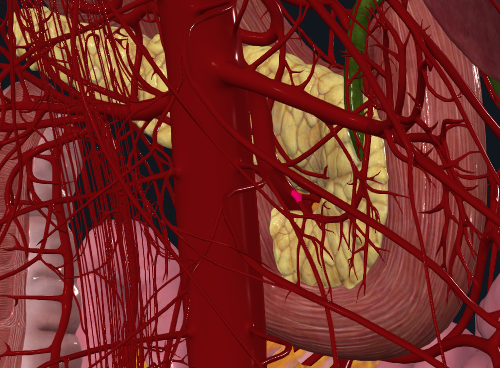 <p>What is highlighted in pink</p>