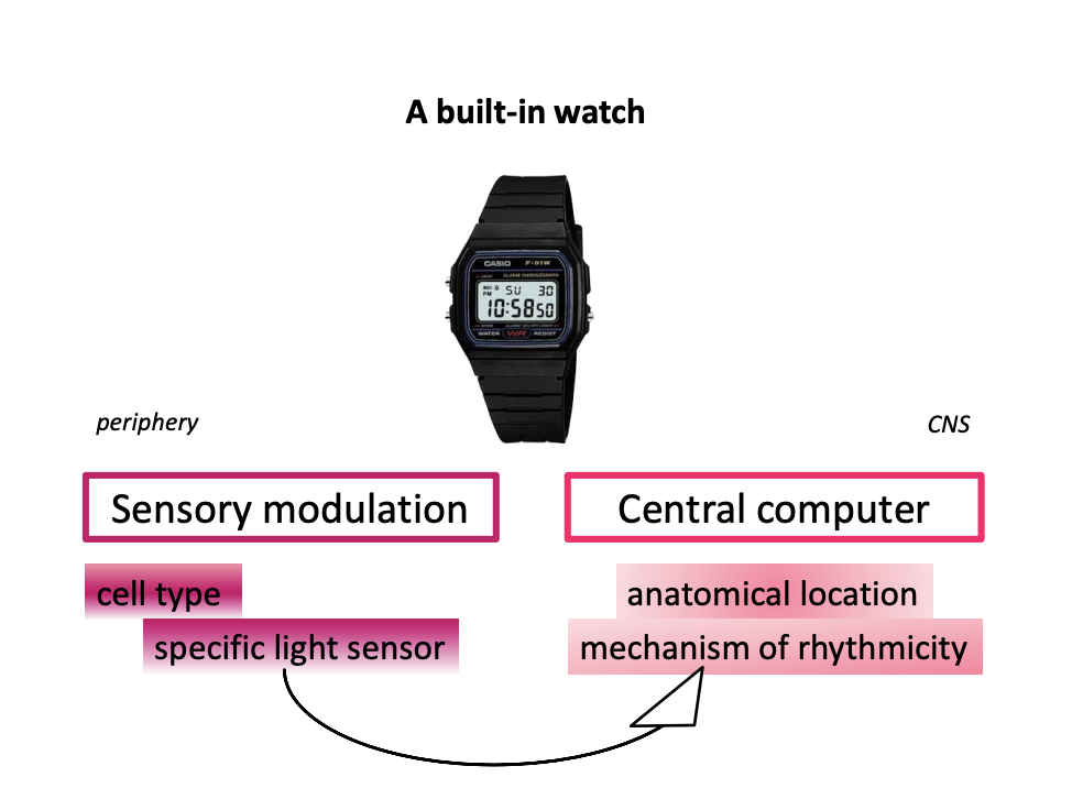 <ul><li><p>become desynchronised</p><ul><li><p>why: intrinsic rhythm is not exactly 24 hours</p></li></ul></li><li><p>THEREFORE: need to maintain circadian clock ticking by entrainment</p></li></ul><p></p>