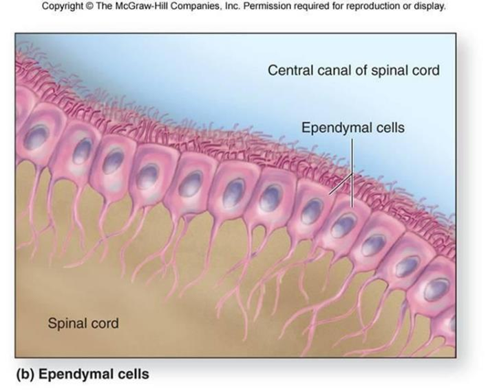 <p>Ependymal cells have patches of cilia on their </p>