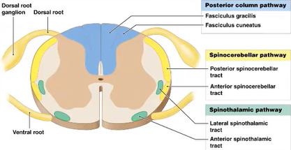 <p>spinal cord to brain</p><p>sensory info</p>