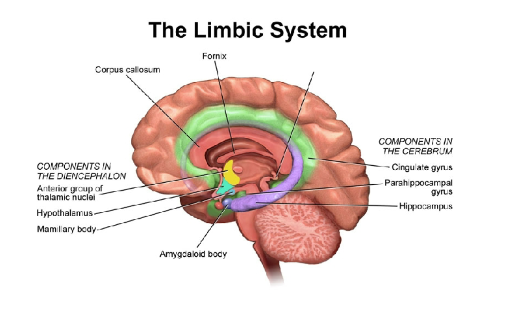 <p>The C-shaped structure of the hippocampus </p>
