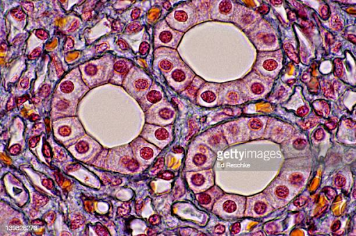 <p>apical surfaces may have brush borders </p><p>width is equal to height is equal to depth </p><p>central and spherical nucleus </p><p>rest on the basement membrane </p><p>ex: kidneys </p>