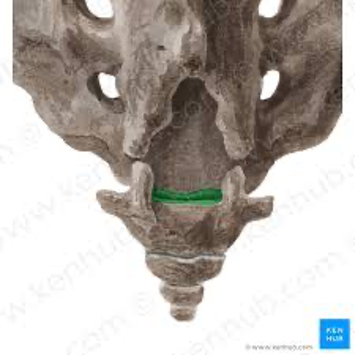 <p><strong><em>Art.sacrococcygea</em></strong></p>