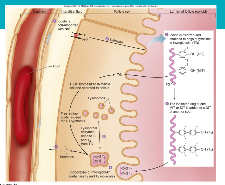 <p>Synthesis of thyroid hormones</p>