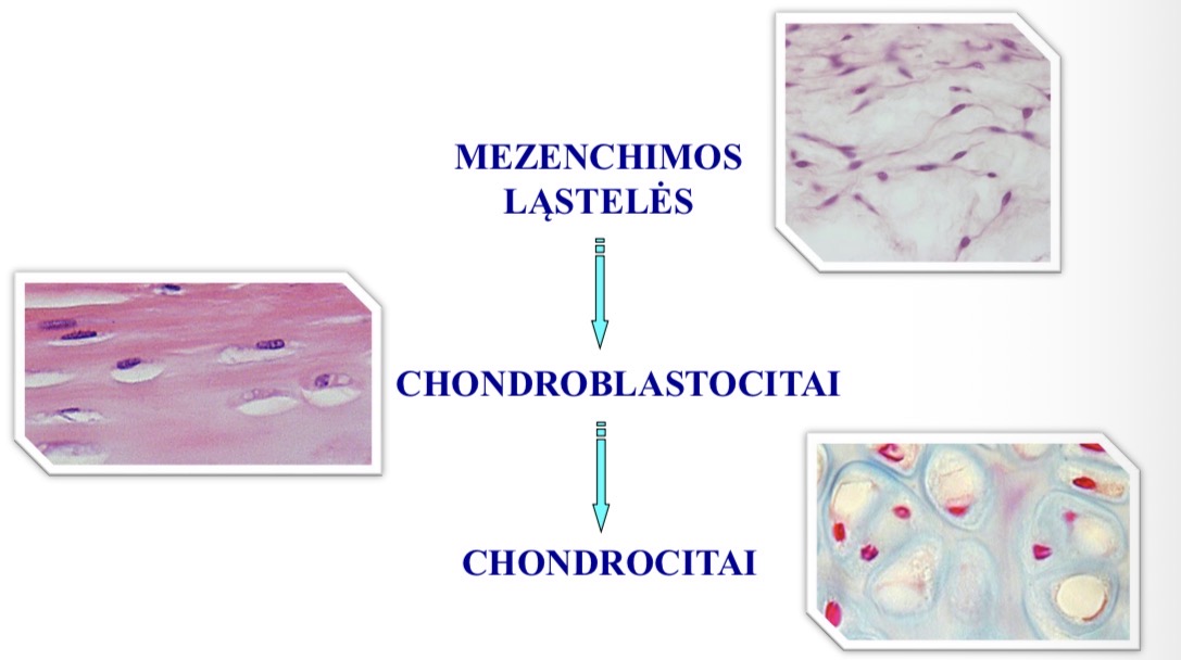 <p>Mezenchimos lasteles → jos gauna signalus diferencijacijai → diferencijuojasi i chondrogenines lasteles → diferencijuojasi i chondroblastocitai → atsiskiria nuo tarplastelines medz, isitvirtina ertmese - lakunuose → chondrocitai</p>