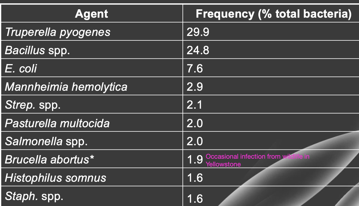 <p><strong>truperella pyogenes</strong></p><p><strong>bacillus spp.</strong></p><p>e. coli</p><p>mannheima hemolytica</p><p>etc.</p>