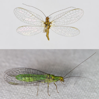 <p><span>Zeldzaam. De soort komt met name voor in Midden- en Zuid-Nederland. Het is een kleine tot middelgrote, groengele gaasvlieg met zwarte lengtestrepen die van de kop tot het achterlijf lopen. De suturen van het borststuk en achterlijf zijn zwart gekleurd. De antennen en de vleugeladering zijn volledig zwart. In vergelijking tot andere Chrysopidae-soorten zijn de vleugels relatief kort met minder vleugelcellen.</span></p>