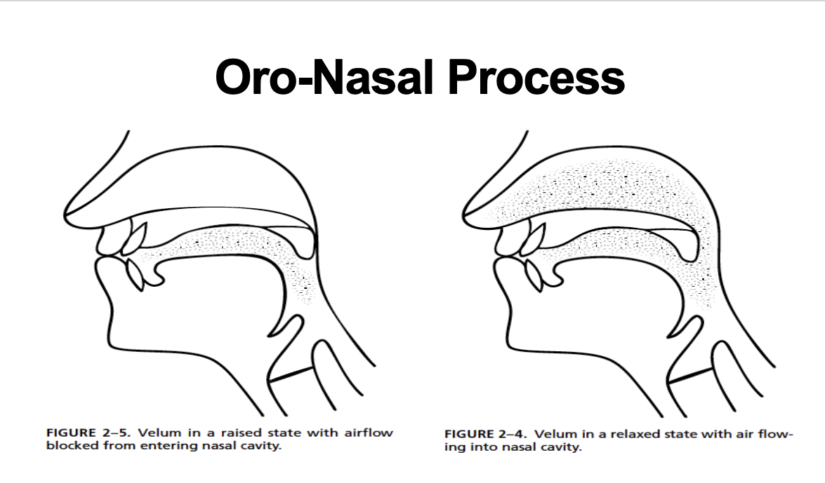 <ul><li><p>oral sounds: airflow travels through mouth (raised velum)</p></li><li><p>nasal sounds: airflow travels through nose (lowered velum)</p></li><li><p>hypernasal speech: too much nasal airflow</p></li><li><p>hyponasal speech: blocked nasal airflow</p></li></ul><p></p>