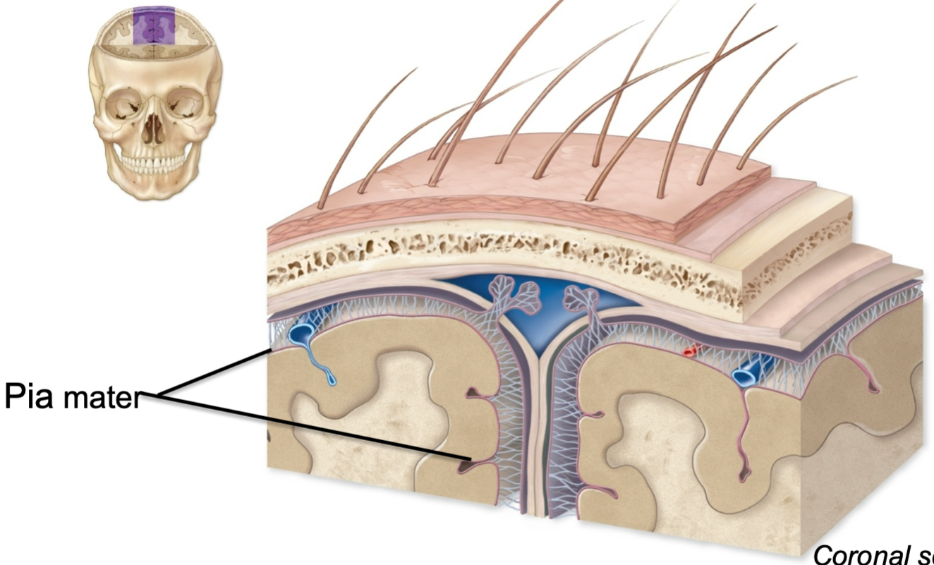 1. Innermost meninges layer 
2. Follows curves of brain,
3. Very delicate
4. Lots of blood vessels