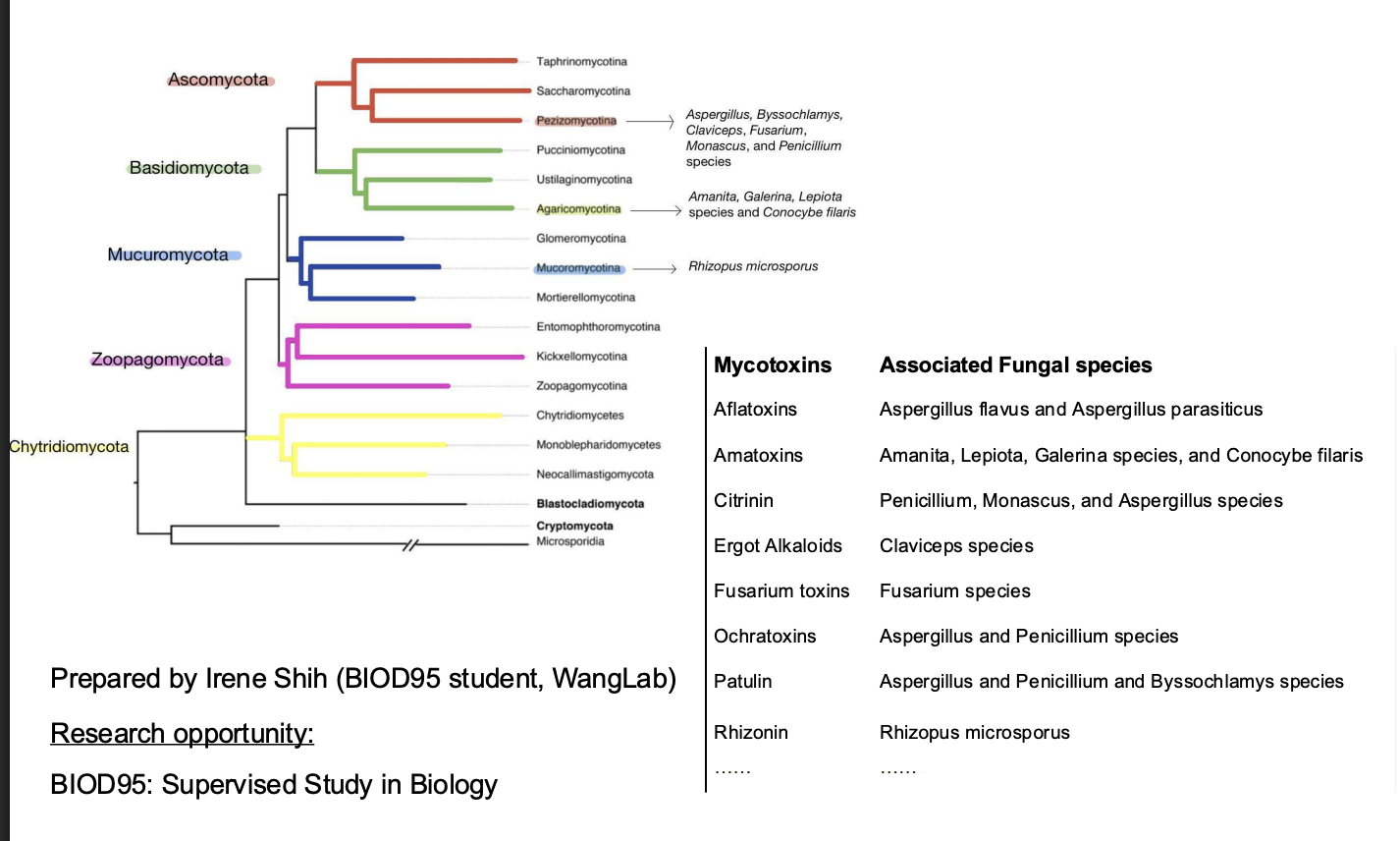 <ul><li><p>a toxic secondary metabolite produced by fungi</p></li><li><p><span style="background-color: inherit; line-height: 19.55px; color: windowtext;"><span>Many fungi can product toxin</span></span><span style="line-height: 19.55px; color: windowtext;"><span> </span></span></p></li><li><p class="Paragraph SCXO45488363 BCX0" style="text-align: left;"><span style="background-color: inherit; line-height: 19.55px; color: windowtext;"><span>Fungal tree of life</span></span><span style="line-height: 19.55px; color: windowtext;"><span> </span></span></p><ul><li><p class="Paragraph SCXO45488363 BCX0" style="text-align: left;"><span style="background-color: inherit; line-height: 19.55px; color: windowtext;"><span>Diversity produced from a handful of fungal species</span></span><span style="line-height: 19.55px; color: windowtext;"><span> </span></span></p></li></ul></li></ul><p></p>