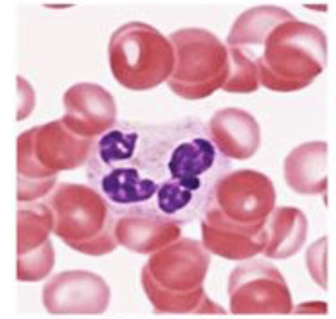 <p>Blood cell type</p>