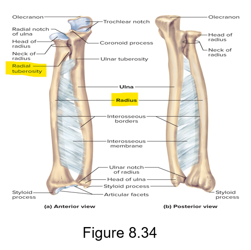 <p>Biceps </p>